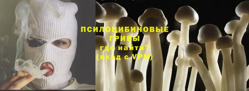 Галлюциногенные грибы Psilocybe  Череповец 